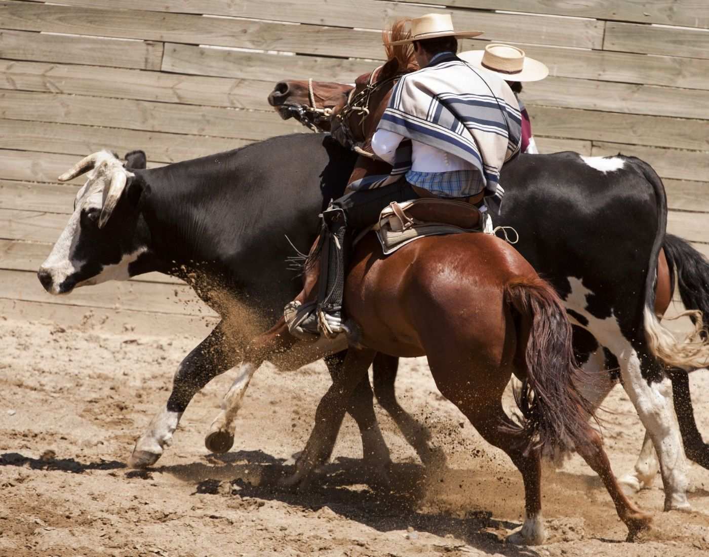 Chilean Rodeo 