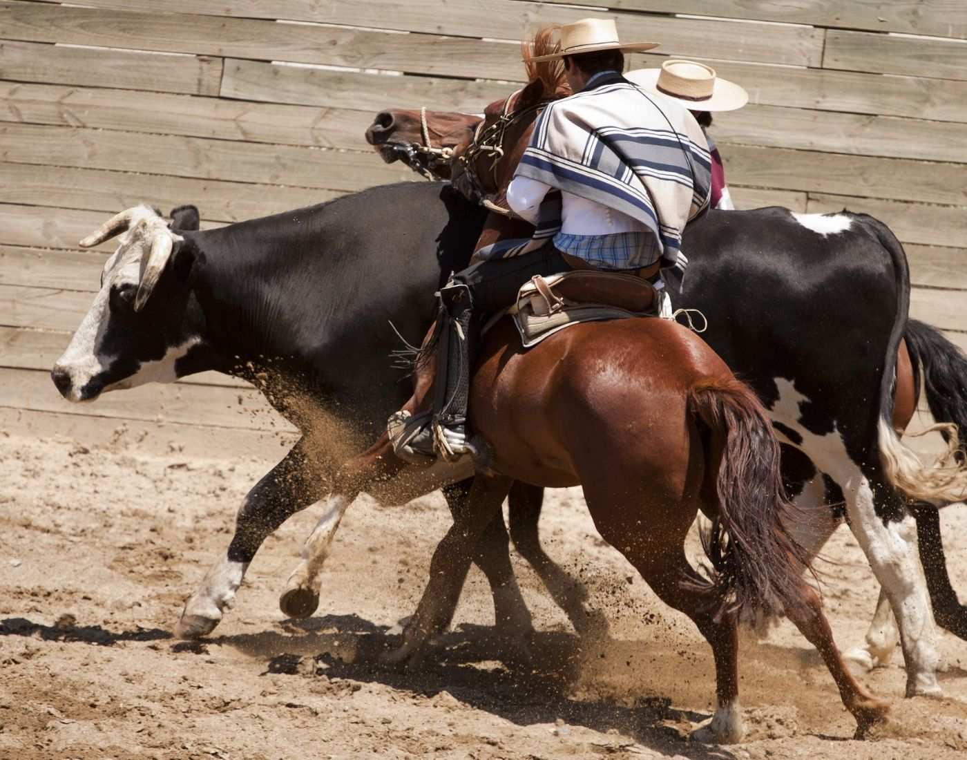 Chilean Rodeo