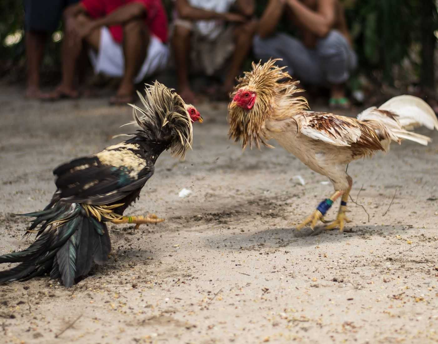 Collection of Cock Fighting Spurs and Training Braces – Poacher's