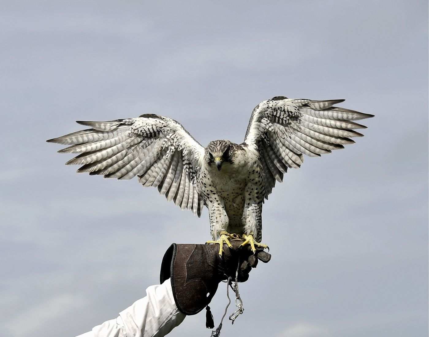 Falconry: History, Types, Objective, & Equipment - Sportsmatik