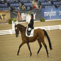 Para-Dressage - Saddle