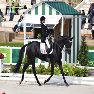 Para-Dressage - Saddle