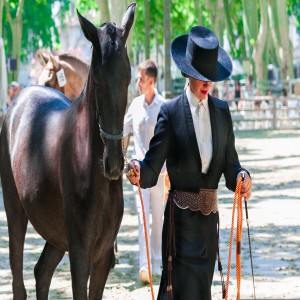 Dressage - Hat