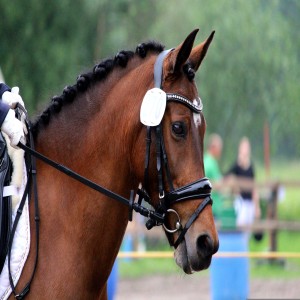 Dressage - Bridle