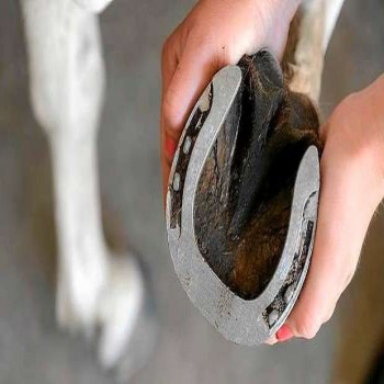 3D Printed Horseshoes