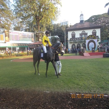The second favourite filly "Juliette" ridden by jockey Colm O'Donoghue in the parade ring before the start of "Kingfisher Ultra Indian Derby 2020.