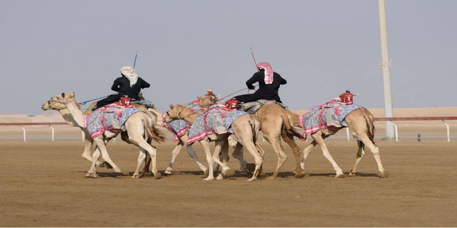 Camel Racing 
